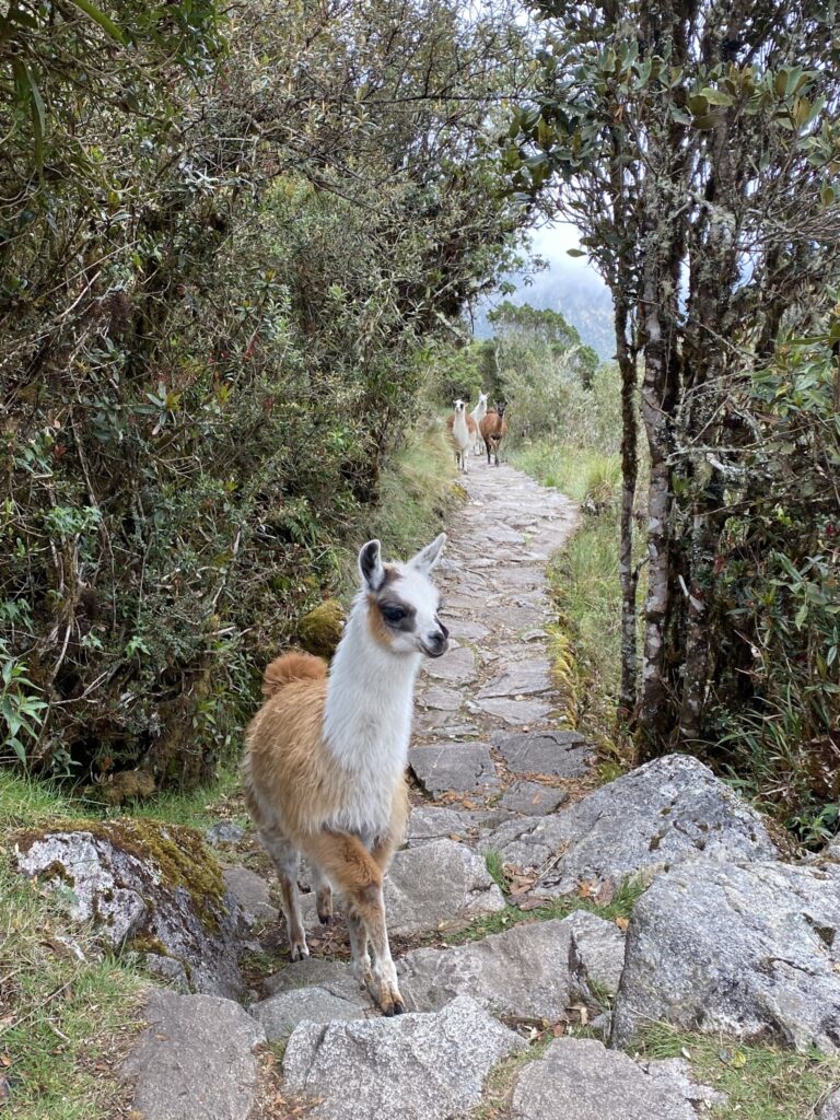 The Complete Inca Trail Hike Guide for Beginners alpacas in the Andes mountains of peru while hiking the inca trail